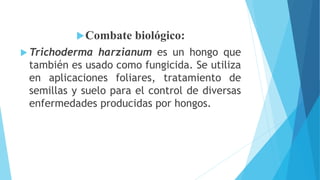 Combate biológico:
 Trichoderma harzianum es un hongo que
también es usado como fungicida. Se utiliza
en aplicaciones foliares, tratamiento de
semillas y suelo para el control de diversas
enfermedades producidas por hongos.
 