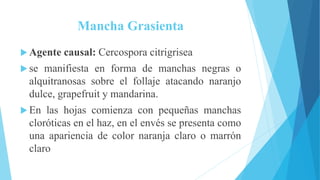 Mancha Grasienta
 Agente causal: Cercospora citrigrisea
 se manifiesta en forma de manchas negras o
alquitranosas sobre el follaje atacando naranjo
dulce, grapefruit y mandarina.
 En las hojas comienza con pequeñas manchas
cloróticas en el haz, en el envés se presenta como
una apariencia de color naranja claro o marrón
claro
 