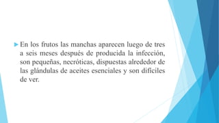  En los frutos las manchas aparecen luego de tres
a seis meses después de producida la infección,
son pequeñas, necróticas, dispuestas alrededor de
las glándulas de aceites esenciales y son difíciles
de ver.
 