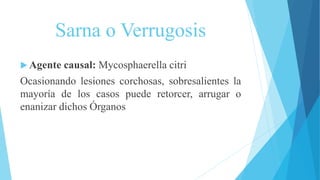 Sarna o Verrugosis
 Agente causal: Mycosphaerella citri
Ocasionando lesiones corchosas, sobresalientes la
mayoría de los casos puede retorcer, arrugar o
enanizar dichos Órganos
 