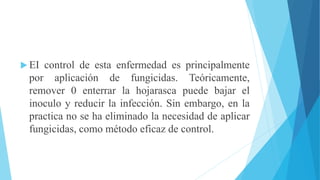  EI control de esta enfermedad es principalmente
por aplicación de fungicidas. Teóricamente,
remover 0 enterrar la hojarasca puede bajar el
inoculo y reducir la infección. Sin embargo, en la
practica no se ha eliminado la necesidad de aplicar
fungicidas, como método eficaz de control.
 