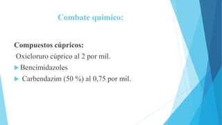 Combate químico:
Compuestos cúpricos:
Oxicloruro cúprico al 2 por mil.
 Bencimidazoles
 Carbendazim (50 %) al 0,75 por mil.
 
