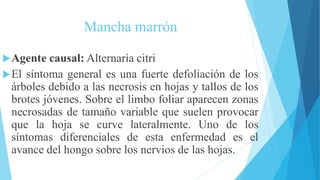 Mancha marrón
Agente causal: Alternaría citri
El síntoma general es una fuerte defoliación de los
árboles debido a las necrosis en hojas y tallos de los
brotes jóvenes. Sobre el limbo foliar aparecen zonas
necrosadas de tamaño variable que suelen provocar
que la hoja se curve lateralmente. Uno de los
síntomas diferenciales de esta enfermedad es el
avance del hongo sobre los nervios de las hojas.
 