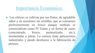 Importancia Económica:
 Los cítricos se cultivan por sus frutos, de agradable
sabor y en ocasiones sin semillas, que se consumen
preferentemente en fresco aunque también se
comercializan como IV Gama y en forma de zumo
(concentrado, fresco, pasteurizado, etc.),
mermeladas o jaleas. La corteza tiene aplicaciones
industriales y puede destinarse a la fabricación de
piensos.
 