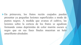  En primavera, los frutos recién cuajados pueden
presentar ya pequeñas lesiones superficiales a modo de
puntos negros. A medida que avanza el cultivo, las
lesiones sobre la corteza de los frutos se agudizan
formando zonas deprimidas de color marrón oscuro a
negro que en sus fases finales muestran un halo
amarillento alrededor.
 