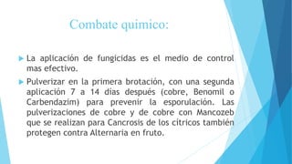 Combate quimico:
 La aplicación de fungicidas es el medio de control
mas efectivo.
 Pulverizar en la primera brotación, con una segunda
aplicación 7 a 14 días después (cobre, Benomil o
Carbendazim) para prevenir la esporulación. Las
pulverizaciones de cobre y de cobre con Mancozeb
que se realizan para Cancrosis de los cítricos también
protegen contra Alternaria en fruto.
 