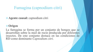Fumagina (capnodium citri)
 Agente causal: capnodium citri
 Origen
La fumagina se forma por un conjunto de hongos que se
desarrollan sobre la miel de rocío producida por diferentes
insectos. De este conjunto destaca en las condiciones de
RD como dominante Capnodium citri.
 