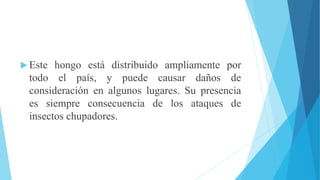  Este hongo está distribuido ampliamente por
todo el país, y puede causar daños de
consideración en algunos lugares. Su presencia
es siempre consecuencia de los ataques de
insectos chupadores.
 