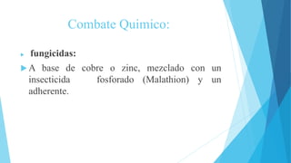 Combate Quimico:
 fungicidas:
 A base de cobre o zinc, mezclado con un
insecticida fosforado (Malathion) y un
adherente.
 
