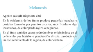 Melanosis
Agente causal: Diaphorte citri
En la epidermis de los frutos produce pequeñas manchas o
pústulas formadas por puntitos oscuros, superficiales o algo
levantados, de color pardo rojizo o negruzco.
En el fruto también causa podredumbres originándose en el
pedúnculo por heridas o penetración directa, produciendo
un oscurecimiento de la región, de color castaño.
 