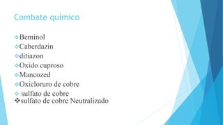 Combate químico
Beminol
Caberdazin
ditiazon
Oxido cuproso
Mancozed
Oxicloruro de cobre
 sulfato de cobre
sulfato de cobre Neutralizado
 