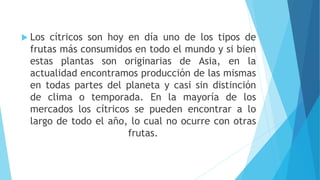  Los cítricos son hoy en día uno de los tipos de
frutas más consumidos en todo el mundo y si bien
estas plantas son originarias de Asia, en la
actualidad encontramos producción de las mismas
en todas partes del planeta y casi sin distinción
de clima o temporada. En la mayoría de los
mercados los cítricos se pueden encontrar a lo
largo de todo el año, lo cual no ocurre con otras
frutas.
 