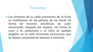 Síntomas
 Los síntomas de la caída prematura de la fruta
se manifiestan en los pétalos de las flores en
forma de lesiones necróticas de color
anaranjado. Después del ataque, los frutos se
caen y el pedúnculo y el cáliz se quedan
pegados en el tallo formando estructuras que
se llaman comúnmente botones o estrellas.
 