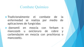 Combate Químico
 Tradicionalmente el combate de la
enfermedad se realiza por medio de
aplicaciones de fungicidas
 (benomil en mezcla con ferbam o
mancozeb u oxicloruro de cobre y
carbendazim en mezcla con prochloraz o
mancozeb).
 