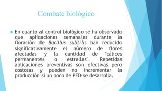 Combate biológico
 En cuanto al control biológico se ha observado
que aplicaciones semanales durante la
floración de Bacillus subtilis han reducido
significativamente el número de flores
afectadas y la cantidad de "cálices
permanentes o estrellas". Repetidas
aplicaciones preventivas son efectivas pero
costosas y pueden no incrementar la
producción si un poco de PFD se desarrolla.
 