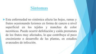 Síntomas
 Esta enfermedad no sistémica afecta las hojas, ramas y
frutos ocasionando lesiones en forma de cancro a nivel
superficial en los tejidos y manchas de color
necróticas. Puede ocurrir defoliación y caída prematura
de los frutos muy afectados, lo que contribuye al poco
crecimiento o desarrollo de las plantas, en estadios
avanzados de infección.
 