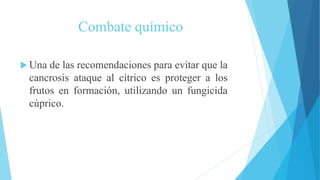 Combate químico
 Una de las recomendaciones para evitar que la
cancrosis ataque al cítrico es proteger a los
frutos en formación, utilizando un fungicida
cúprico.
 