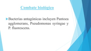 Combate biológico
Bacterias antagónicas incluyen Pantoea
agglomerans, Pseudomonas syringae y
P. fluorescens.
 