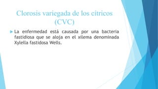 Clorosis variegada de los cítricos
(CVC)
 La enfermedad está causada por una bacteria
fastidiosa que se aloja en el xilema denominada
Xylella fastidosa Wells.
 