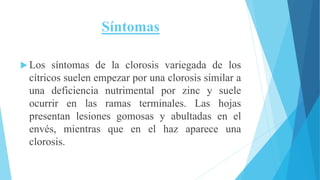 Síntomas
 Los síntomas de la clorosis variegada de los
cítricos suelen empezar por una clorosis similar a
una deficiencia nutrimental por zinc y suele
ocurrir en las ramas terminales. Las hojas
presentan lesiones gomosas y abultadas en el
envés, mientras que en el haz aparece una
clorosis.
 