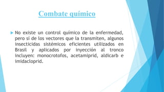 Combate químico
 No existe un control químico de la enfermedad,
pero sí de los vectores que la transmiten, algunos
insecticidas sistémicos eficientes utilizados en
Brasil y aplicados por inyección al tronco
incluyen: monocrotofos, acetamiprid, aldicarb e
imidacloprid.
 