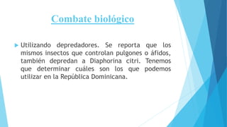 Combate biológico
 Utilizando depredadores. Se reporta que los
mismos insectos que controlan pulgones o áfidos,
también depredan a Diaphorina citri. Tenemos
que determinar cuáles son los que podemos
utilizar en la República Dominicana.
 