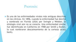 Psorosis:
 Es una de las enfermedades virales más antiguas descritas
en los cítricos. En 1896, cuando la enfermedad fue desrita
y nombrada en Florida (USA) por Swingle y Webber, la
etiología viral aún no se conocía. Una enfermedad similar
fue identificada en California en 1908 por Smith y Butler,
la cual nombraron descaimamiento de la corteza (scaly
bark).
 