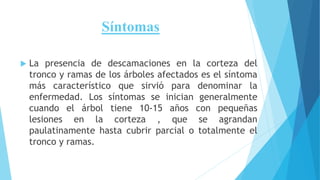 Síntomas
 La presencia de descamaciones en la corteza del
tronco y ramas de los árboles afectados es el síntoma
más característico que sirvió para denominar la
enfermedad. Los síntomas se inician generalmente
cuando el árbol tiene 10-15 años con pequeñas
lesiones en la corteza , que se agrandan
paulatinamente hasta cubrir parcial o totalmente el
tronco y ramas.
 