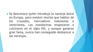  Se desconoce quién introdujo la naranja dulce
en Europa, pero existen teorías que hablan de
los cruzados, mercaderes indonesios o
venecianos. Las mandarinas empezaron a
cultivares en el siglo XIX, y aunque ganaron
gran fama, nunca han conseguido desbancar a
las naranjas.
 