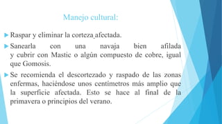 Manejo cultural:
 Raspar y eliminar la corteza afectada.
 Sanearla con una navaja bien afilada
y cubrir con Mastic o algún compuesto de cobre, igual
que Gomosis.
 Se recomienda el descortezado y raspado de las zonas
enfermas, haciéndose unos centímetros más amplio que
la superficie afectada. Esto se hace al final de la
primavera o principios del verano.
 