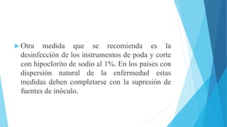  Otra medida que se recomienda es la
desinfección de los instrumentos de poda y corte
con hipoclorito de sodio al 1%. En los países con
dispersión natural de la enfermedad estas
medidas deben completarse con la supresión de
fuentes de inóculo.
 