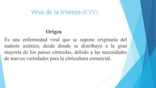 Virus de la tristeza (CTV)
Origen
Es una enfermedad viral que se supone originaria del
sudeste asiático, desde donde se distribuyó a la gran
mayoría de los países citrícolas, debido a las necesidades
de nuevas variedades para la citricultura comercial.
 