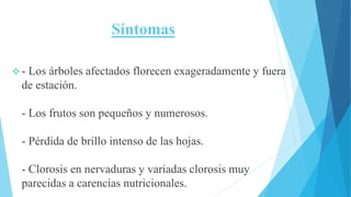  - Los árboles afectados florecen exageradamente y fuera
de estación.
- Los frutos son pequeños y numerosos.
- Pérdida de brillo intenso de las hojas.
- Clorosis en nervaduras y variadas clorosis muy
parecidas a carencias nutricionales.
Síntomas
 