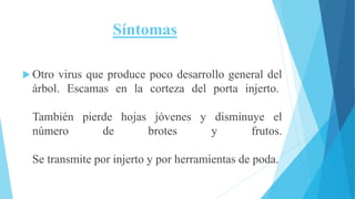 Síntomas
 Otro virus que produce poco desarrollo general del
árbol. Escamas en la corteza del porta injerto.
También pierde hojas jóvenes y disminuye el
número de brotes y frutos.
Se transmite por injerto y por herramientas de poda.
 