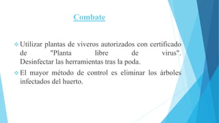 Combate
 Utilizar plantas de viveros autorizados con certificado
de "Planta libre de virus".
Desinfectar las herramientas tras la poda.
 El mayor método de control es eliminar los árboles
infectados del huerto.
 