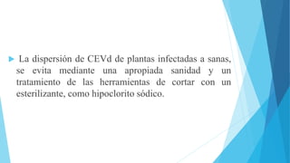  La dispersión de CEVd de plantas infectadas a sanas,
se evita mediante una apropiada sanidad y un
tratamiento de las herramientas de cortar con un
esterilizante, como hipoclorito sódico.
 