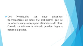  Los Nematodos son unos gusanitos
microscópicos de unos 0,2 milímetros que se
introducen en las raíces para alimentarse de ellas.
Cuando su número es elevado pueden llegar a
matar a la planta.
 
