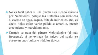  No es fácil saber si una planta está siendo atacada
por Nematodos, porque los síntomas son idénticos
al exceso de agua, sequía, falta de nutrientes, etc., es
decir, hojas color verde pálido o amarillo, menor
crecimiento y marchitamiento.
 Cuando se trata del género Meloydogine (el más
frecuente), si se extraen las raíces del suelo, se
observan unos bultos o nódulos típicos.
 