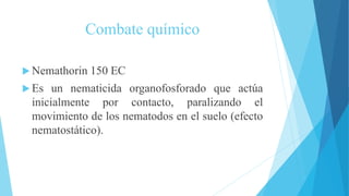 Combate químico
 Nemathorin 150 EC
 Es un nematicida organofosforado que actúa
inicialmente por contacto, paralizando el
movimiento de los nematodos en el suelo (efecto
nematostático).
 