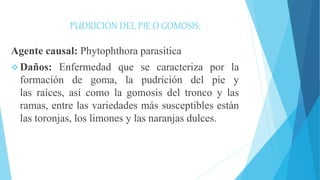 PUDRICION DEL PIE O GOMOSIS:
Agente causal: Phytophthora parasitica
 Daños: Enfermedad que se caracteriza por la
formación de goma, la pudrición del pie y
las raíces, así como la gomosis del tronco y las
ramas, entre las variedades más susceptibles están
las toronjas, los limones y las naranjas dulces.
 
