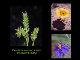 Even these unknown species  are equally beautiful 