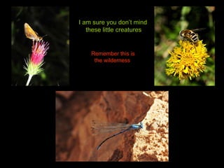 I am sure you don’t mind  these little creatures Remember this is  the wilderness 