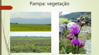 Pampa: vegetação
 