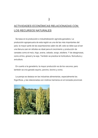 3
ACTIVIDADES ECONÓMICAS RELACIONADAS CON
LOS RECURSOS NATURALES
Se basa en la producción e industrialización agrícola-ganadera. La
producción agropecuaria de esta región es una de las más importantes del
país; la mayor parte de las exportaciones salen de allí; esto se debe que al ser
una llanura casi sin árboles es ideal para el crecimiento y producción de
cereales como el maíz, trigo, avena, cebada, sorgo, etcétera. Y de oleaginosas,
como el lino, girasol y la soja. También se practica la horticultura, floricultura y
avicultura.
En cuanto a la ganadería, la mayor producción es de los vacunos; pero
también se cría ganado equino, porcino, bovino y ovino.
La pampa se destaca en las industrias alimentarias, especialmente los
frigoríficos, y las relacionadas con molinos harineros en el noroeste provincial.

 