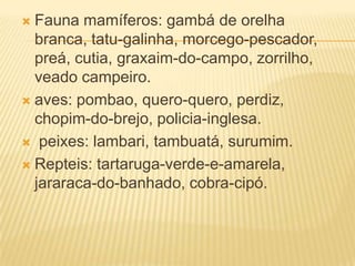  Fauna mamíferos: gambá de orelha
branca, tatu-galinha, morcego-pescador,
preá, cutia, graxaim-do-campo, zorrilho,
veado campeiro.
 aves: pombao, quero-quero, perdiz,
chopim-do-brejo, policia-inglesa.
 peixes: lambari, tambuatá, surumim.
 Repteis: tartaruga-verde-e-amarela,
jararaca-do-banhado, cobra-cipó.
 