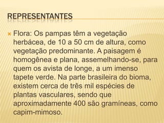 REPRESENTANTES
 Flora: Os pampas têm a vegetação
herbácea, de 10 a 50 cm de altura, como
vegetação predominante. A paisagem é
homogênea e plana, assemelhando-se, para
quem os avista de longe, a um imenso
tapete verde. Na parte brasileira do bioma,
existem cerca de três mil espécies de
plantas vasculares, sendo que
aproximadamente 400 são gramíneas, como
capim-mimoso.
 