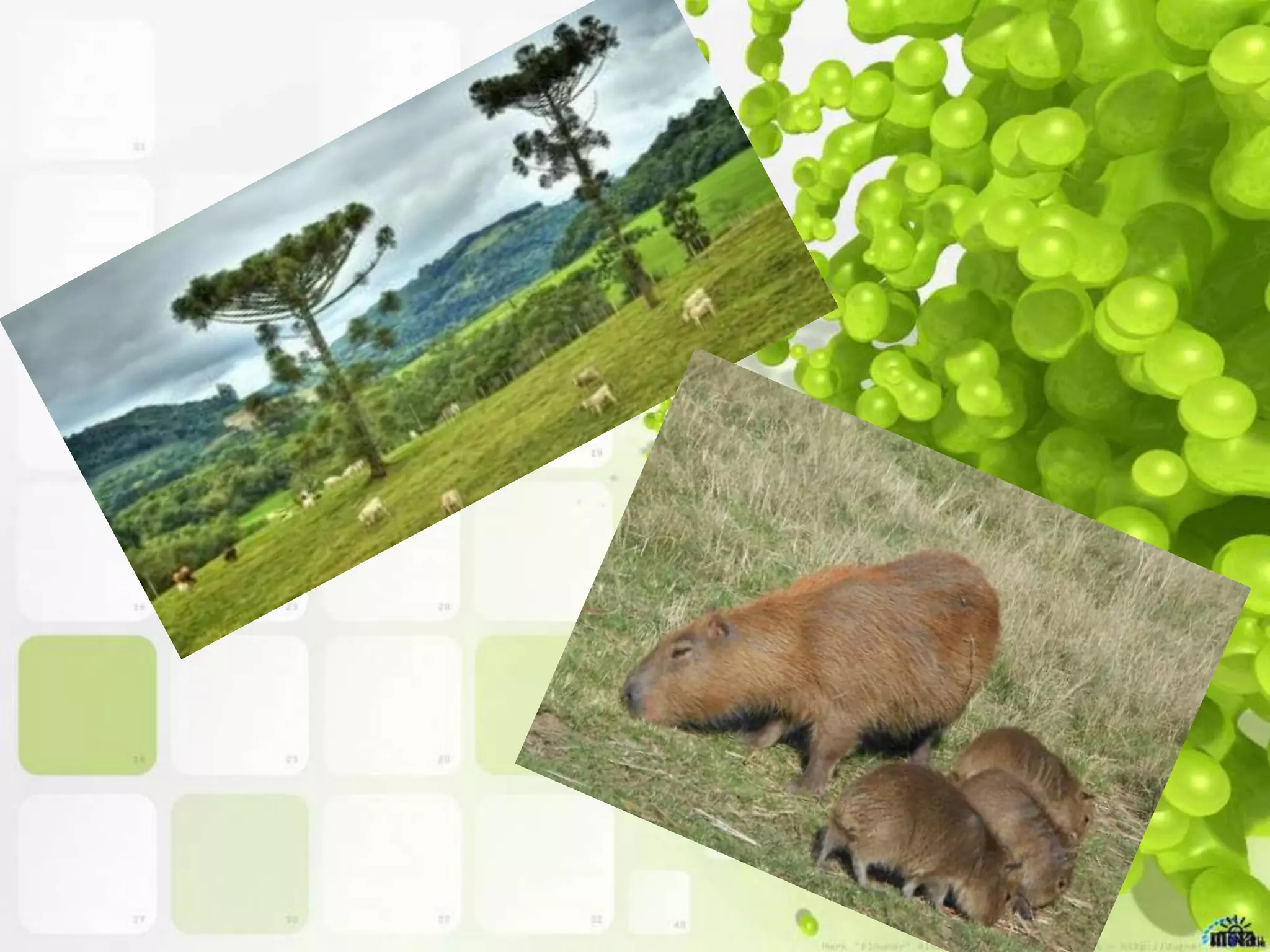 Pampas | PPTX