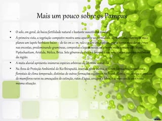 Mais um pouco sobre os Pampas
• O solo, em geral, de baixa fertilidade natural e bastante suscetível à erosão.
• À primeira vista, a vegetação campestre mostra uma aparente uniformidade, apresentando nos topos mais
planos um tapete herbáceo baixo – de 60 cm a 1 m, ralo e pobre em espécies, que se torna mais denso e rico
nas encostas, predominando gramíneas, compostas e leguminosas; os gêneros mais comuns são:Stipa,
Piptochaetium, Aristida, Melica, Briza. Sete gêneros de cactos e bromeliáceas apresentam espécies endêmicas
da região.
• A mata aluvial apresenta inúmeras espécies arbóreas de interesse comercial.
• Na Área de Proteção Ambiental do RioIbirapuitã, inserida neste bioma, ocorrem formações campestres e
florestais de clima temperado, distintas de outras formações existentes no Brasil. Além disso, abriga 11 espécies
de mamíferos raros ou ameaçados de extinção, ratos d’água,cevídeos e lobos, e 22 espécies de aves nesta
mesma situação.
 
