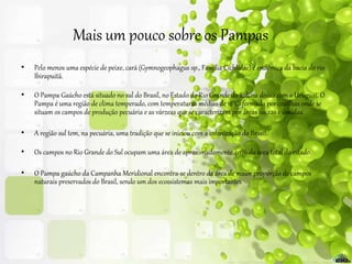 Mais um pouco sobre os Pampas
• Pelo menos uma espécie de peixe, cará (Gymnogeophagus sp., Família Cichlidae) é endêmica da bacia do rio
Ibirapuitã.
• O Pampa Gaúcho está situado no sul do Brasil, no Estado do Rio Grande do Sul, na divisa com o Uruguai. O
Pampa é uma região de clima temperado, com temperaturas médias de 18°C, formada por coxilhas onde se
situam os campos de produção pecuária e as várzeas que se caracterizam por áreas baixas e úmidas.
• A região sul tem, na pecuária, uma tradição que se iniciou com a colonização do Brasil.
• Os campos no Rio Grande do Sul ocupam uma área de aproximadamente 40% da área total do estado.
• O Pampa gaúcho da Campanha Meridional encontra-se dentro da área de maior proporção de campos
naturais preservados do Brasil, sendo um dos ecossistemas mais importantes
 