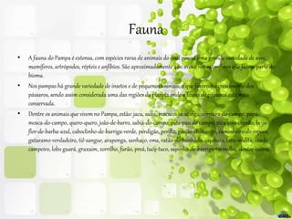 Fauna
• A fauna do Pampa é extensa, com espécies raras de animais do qual possui uma grande variedade de aves,
mamíferos, artrópodes, répteis e anfíbios. São aproximadamente 400 aves e 100 mamíferos que fazem parte do
bioma.
• Nos pampas há grande variedade de insetos e de pequenos animais, o que favorece o crescimento dos
pássaros, sendo assim considerada uma das regiões do planeta onde a fauna de pássaros está mais
conservada.
• Dentre os animais que vivem no Pampa, estão: jacu, saíra, macuco, jacutinga, corruíra-do-campo, papa-
mosca-do-campo, quero-quero, joão-de-barro, sabiá-do-campo, pica-pau do campo, pica-pau-chorão, beija-
flor-de-barba-azul, caboclinho-de-barriga-verde, perdigão, perdiz, gavião-chimango, caminheiro-de-espora,
gaturamo-verdadeiro, tiê-sangue, araponga, sanhaço, ema, ratão-do-banhado, capivara, tatu-mulita, veado
campeiro, lobo guará, graxaim, zorrilho, furão, preá,tuco-tuco, sapinho-de-barriga-vermelha, dentre outros.
 